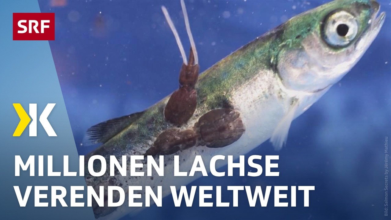 Das Leiden der Lachse: Massensterben durch Krankheiten in Zuchten | 2024 | Kassensturz | SRF