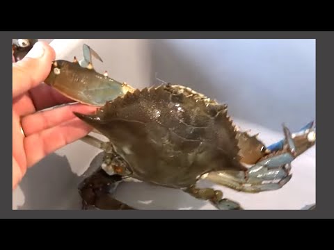 Catch Clean and Cook Blue Crab - How to Make Crab Cakes