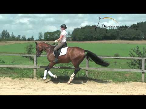 Livell *2010 www.pferdesportservice.de - Dressur