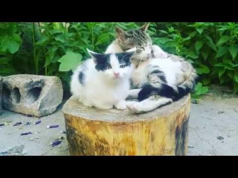 3 AYLIK SÜT İÇEN YAVRU KEDİ