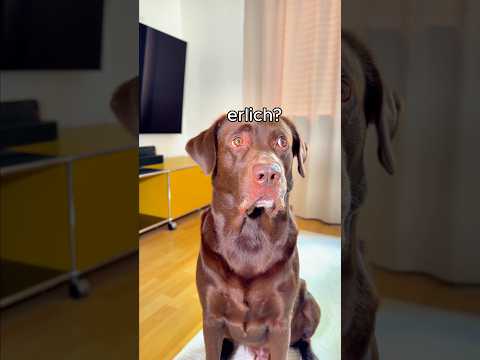 POV: Dein HUND findet die versteckte PILLE 💊😳