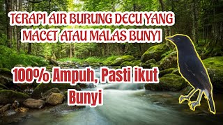 Download lagu Terapi Air Burung Decu macet atau Malas bunyi mp3