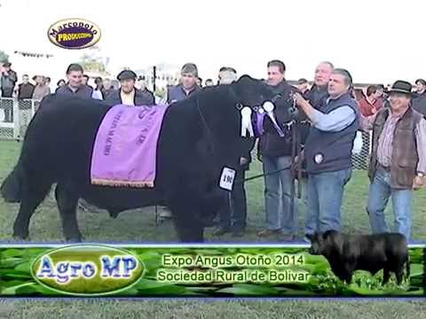 Expo Angus Otoño 2014 Bolivar, Seleccion de Machos Señor y Gran Campeon Macho