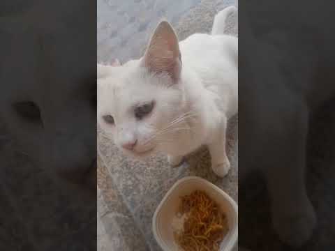 ang alaga qng si yashe nagutom