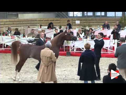 N.98 MAS BILAL - DEAUVILLE 2015 - Stallion 4-7 years old (Class 10)