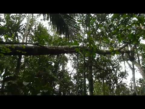 Тайный Меридиан - www.exotravel.ru Мадагаскар, сентябрь 2013. Песни индри.