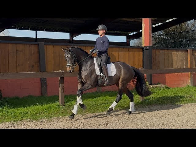 Somptueuse jument Oldenbourg 