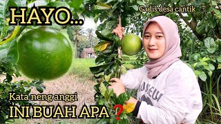 Download lagu Kata neng anggi kalu ketemu buah ini jangan di makan❗️| Gadis desa cantik | Suasana pedesaan mp3