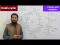 Kreb's cycle | pyruvic acid oxidation | Citric acid cycle | Tricarboxylic acid cycle