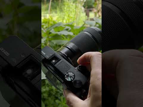 Sony 55-210mm + a6400 | Backyard Wildlife Photography (Red-Headed Woodpecker!)