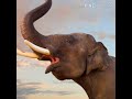 Elephant Trumpet 7