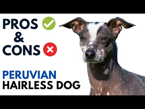 Peruvian Hairless Dog Pros and Cons | Peruvian Viringo Advantages and Disadvantages