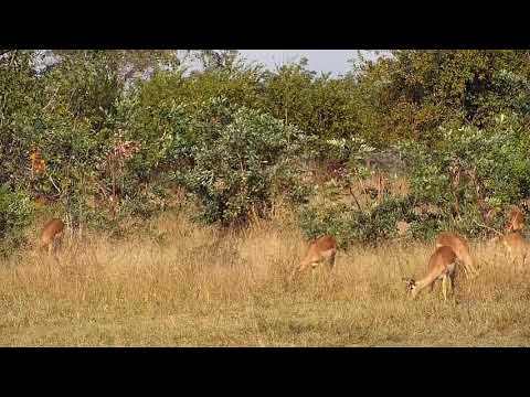 Djuma: Impalas grazing - 08:41 - 06/28/21