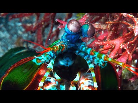 This Tiny Crustacean Has the Most Powerful Punch in the World