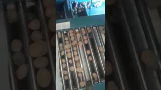 patates rulolu toğum boylama makinası