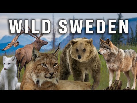 Wild Sweden –The Animals of the Swedish Wilderness