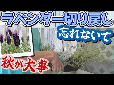 ラベンダーの剪定方法