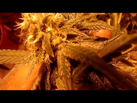 download lagu mp3 mp4 Amnesia Haze Vs Lemon Haze, download lagu Amnesia Haze Vs Lemon Haze gratis, unduh video klip Amnesia Haze Vs Lemon Haze