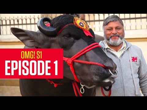OMG! Yeh Mera India - Episode 1 - World's Largest Family, World's Best Bull and More
