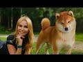 THE SHIBA INU - THE SCREAMING DOG OF JAPAN - 柴犬