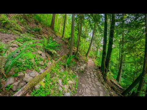 8K Virtual Hike on Poo Poo Point Trail | Relaxing Summer Forest Walk & Nature Sounds