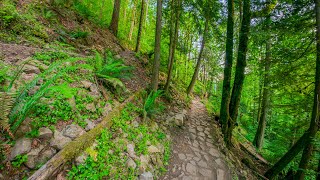 8K Virtual Hike on Poo Poo Point Trail | Relaxing Summer Forest Walk & Nature Sounds