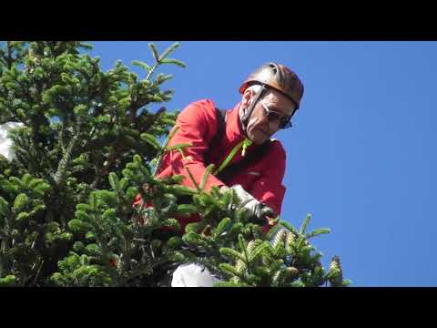 Lebkuchenbäcker und Zapfenpflücker (Alte Handwerke Teil 3)