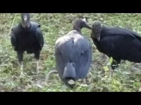Bonded mates? Black vultures preening each other