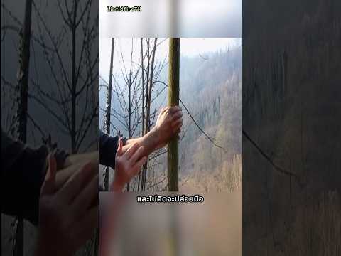 ถ้านำมือมาเกาะต้นไม้นานหลายปี !