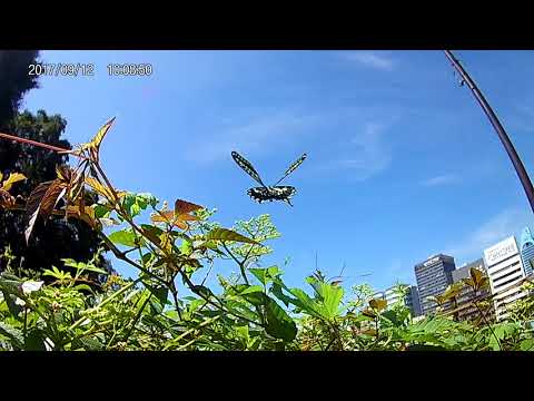 ナミアゲハの飛翔を5980円のアクションカムで撮影