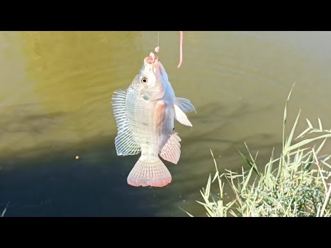 Fishing new video 🐟🐟🐟