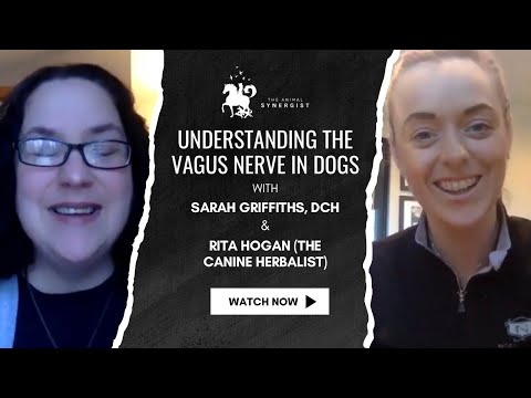 The Animal Synergist with Rita Hogan Canine Herbalist - The Vagus Nerve