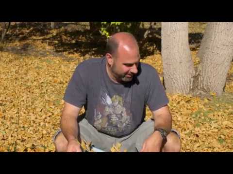 Yardwork or Greendog?