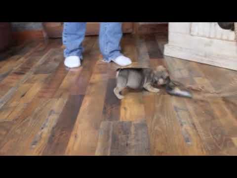 JAIMA www.ozarkmtnpuppies.com