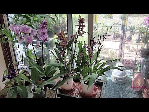 Oncidium Alliance Series Pt 3 - Where They Will Live