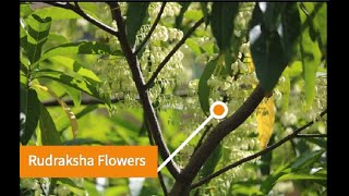 Rudraksha Flower: 1st Stage