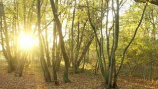 Rednex - Cotton Eye Joe (dj splash remix)