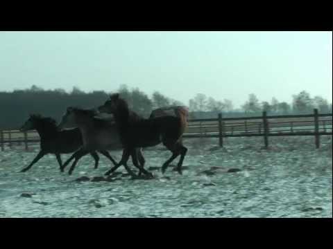 Fillies by Sahib & Ansata Nile Echo