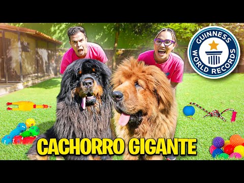 VIRAMOS DONOS DE UM HOTEL DE CÃES GIGANTES POR UM DIA! - ÉPICO!