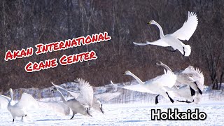 preview picture of video 'Adeyto ❄️ AKAN INTERNATIONAL CRANE CENTER Red-Crowned Japanese Crane Museum Swans '