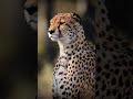 Cheetah Meow In Ultra Hd Quality Shorts Viral Youtubeshorts Wildlife