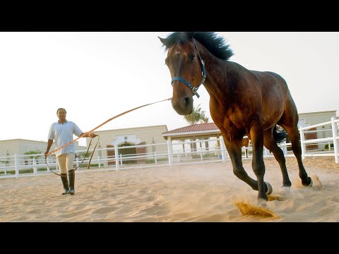 (2-7) A horse canters away from its trainer in a straight line, moving 116 m away in 14.0 s. It then