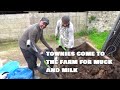 TOWNIES COME TO THE FARM FOR MUCK AND MILK