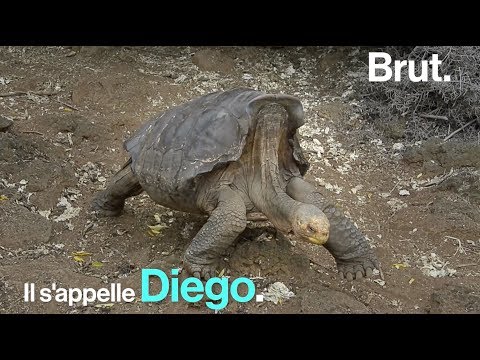 Diego, le lover centenaire et vigoureux qui a sauvé son espèce !