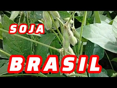 COMO ESTÁ O TEMPO NO INTERIOR DE SÃO PAULO....