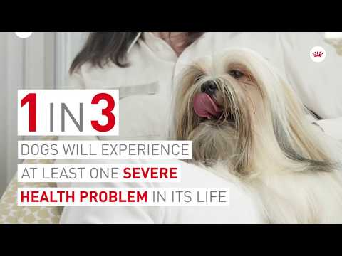 Royal Canin Mini Sterilised 8kg video