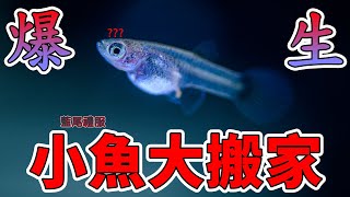 孔雀魚爆生!居然撈出90隻小魚 趕快幫牠們搬家 | 藍尾禮服孔雀魚 | 自來水養魚