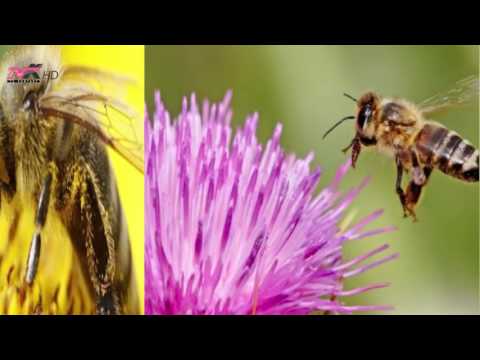 28.Mbi shëndetin - Karrota,Vetëmohimi,Trupi intelektual