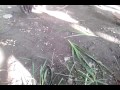 Kantutan Ng Manok By Megzkie Bajamundi