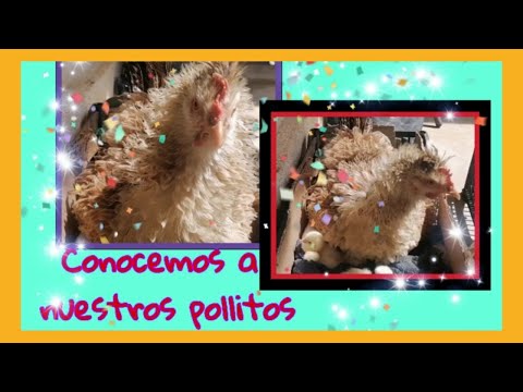 Compilado de Clips 30 min. - Oficial - Canciones infantiles de la Gallina Pintadita/xixicorazoncitos
